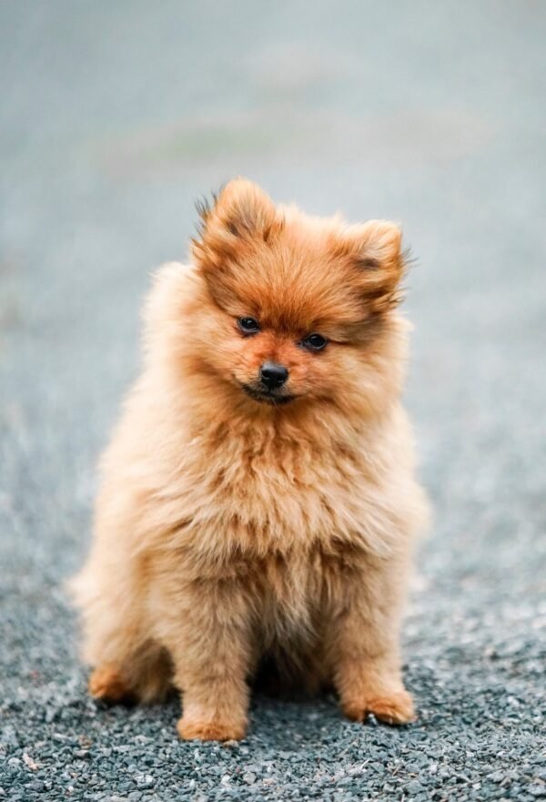 Un chiot Spitz, photographie du site du centre