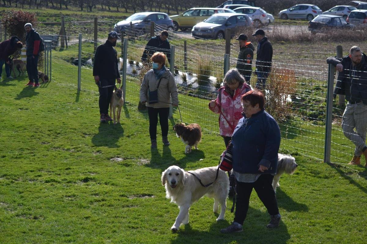 Les chiens et leurs familles lors d’un cours sur le terrain